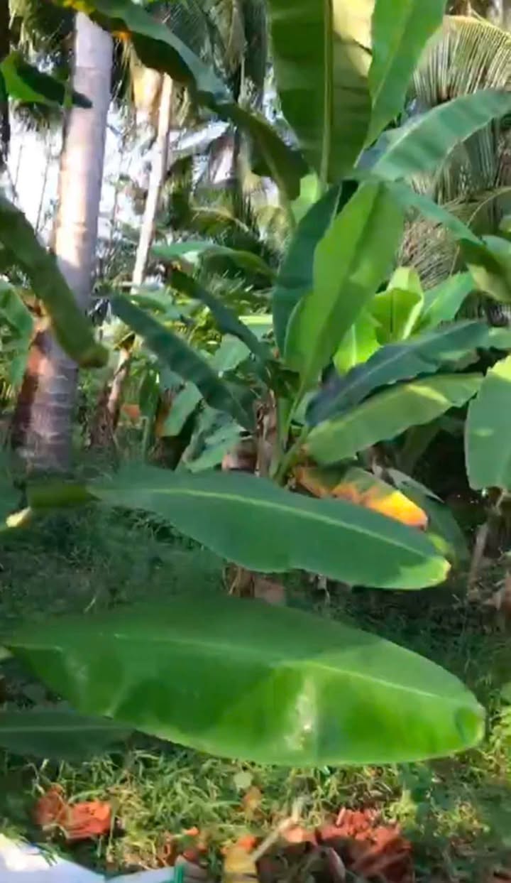 Đất Vườn Vĩnh Long 3000m² - Thu Nhập Ổn Định Từ Dừa, Chuối