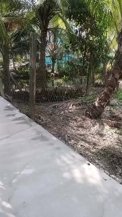 Đất nền Trung Ngãi Vĩnh Long 660m² - Đường to ô tô, sổ đỏ sẵn sàng!