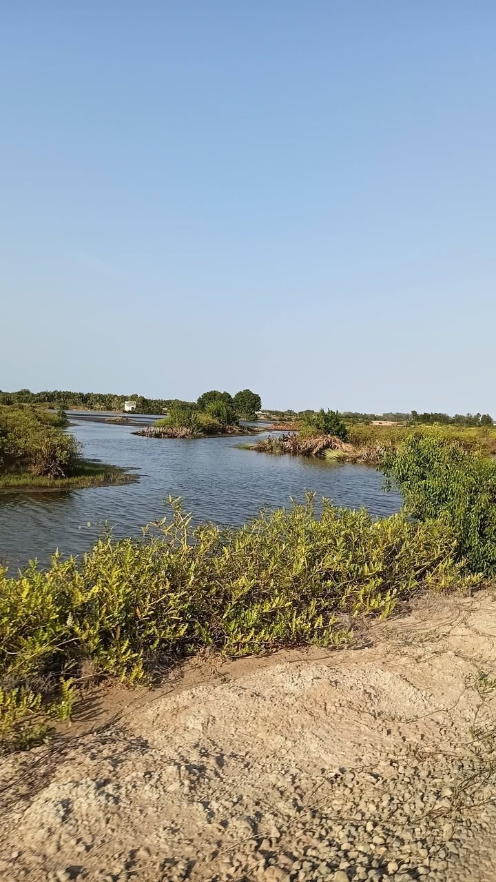 Đất vườn Trường Long Hòa, Duyên Hải 85.000m² - Cơ hội đầu tư dài hạn!