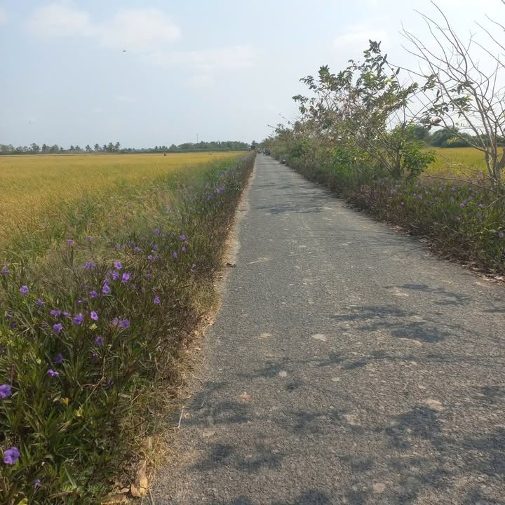 Đất Vườn Huyện Mỹ Xuyên 3840m² - Tiềm Năng Đầu Tư Dài Hạn!