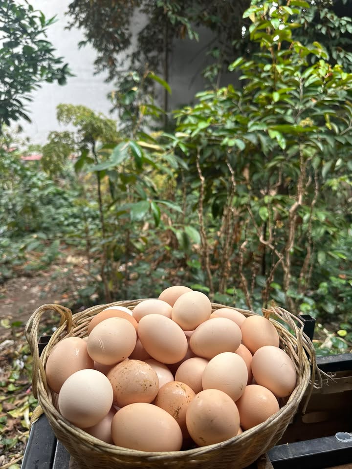 Đất nền Phường Đa Mai, Bắc Giang 100m² - Sổ đỏ chính chủ!