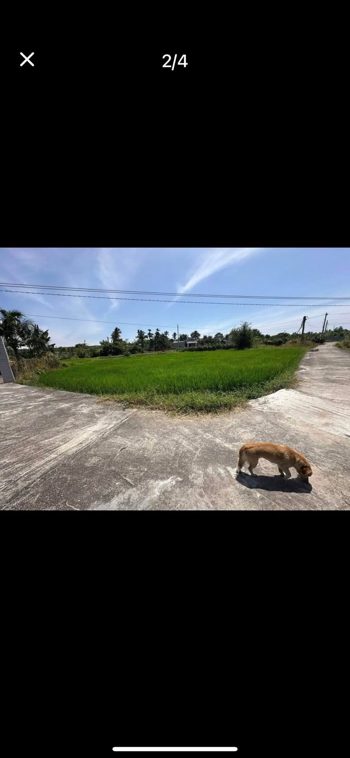 Đất nền Hàm Tân 1000m² giá 550tr - Quy hoạch full thổ cư, đường bê tông