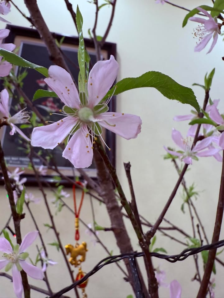 Đất nền LK 18 Bách Việt, Bắc Giang 77.5m² - Sổ đỏ sẵn sàng giao dịch