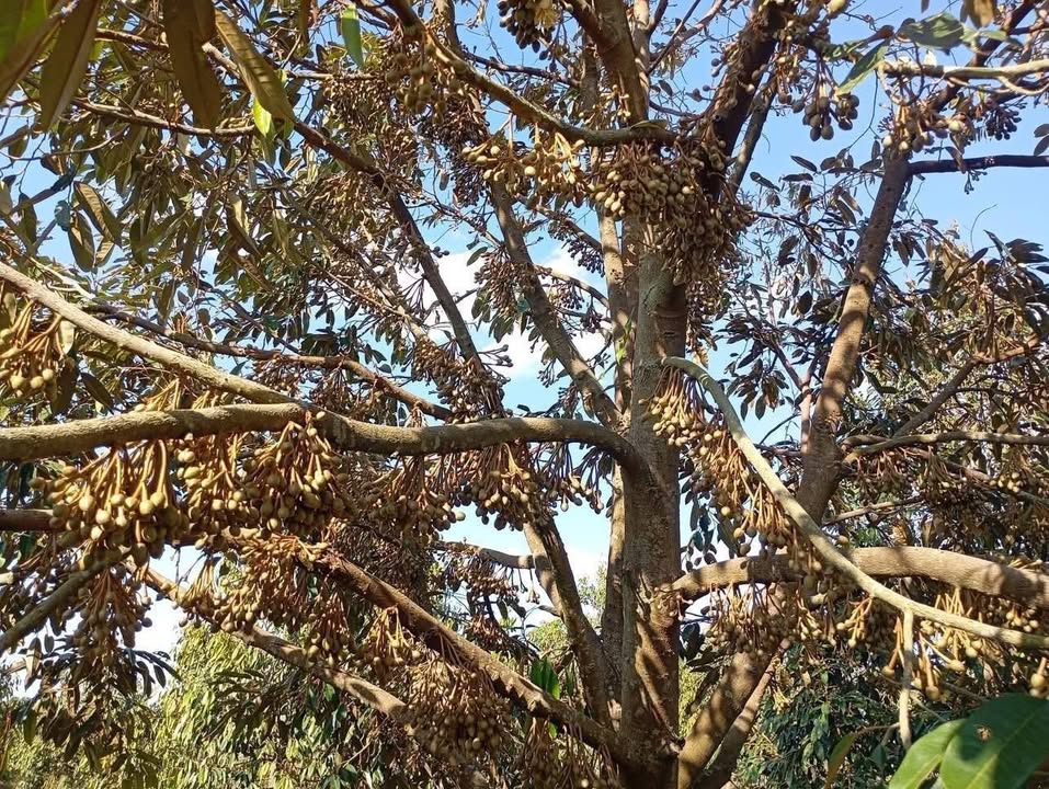 Đất Vườn Ea H'leo 2.7ha giá 9 tỷ - Tiềm năng Đầu tư sinh lời!