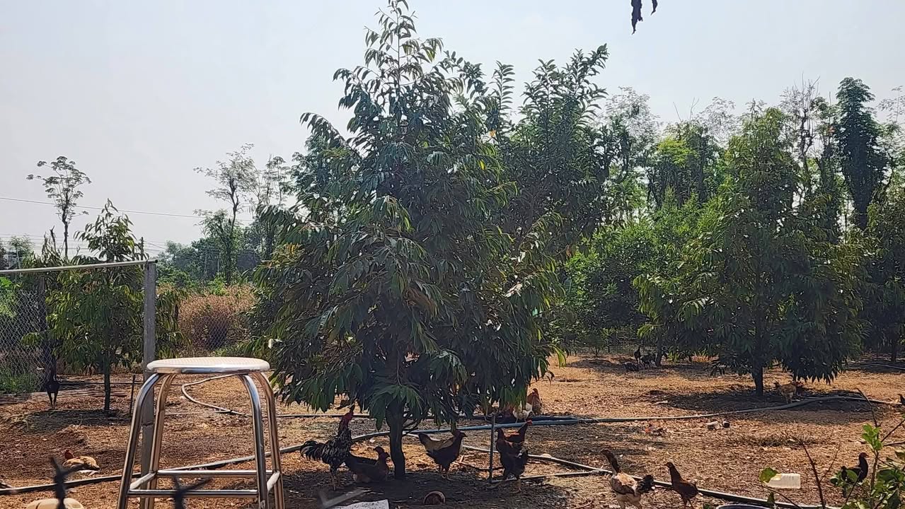 Đất Vườn Tân Tiến, Bù Đốp 1128m² giá 600 triệu - Giá đầu tư tốt!