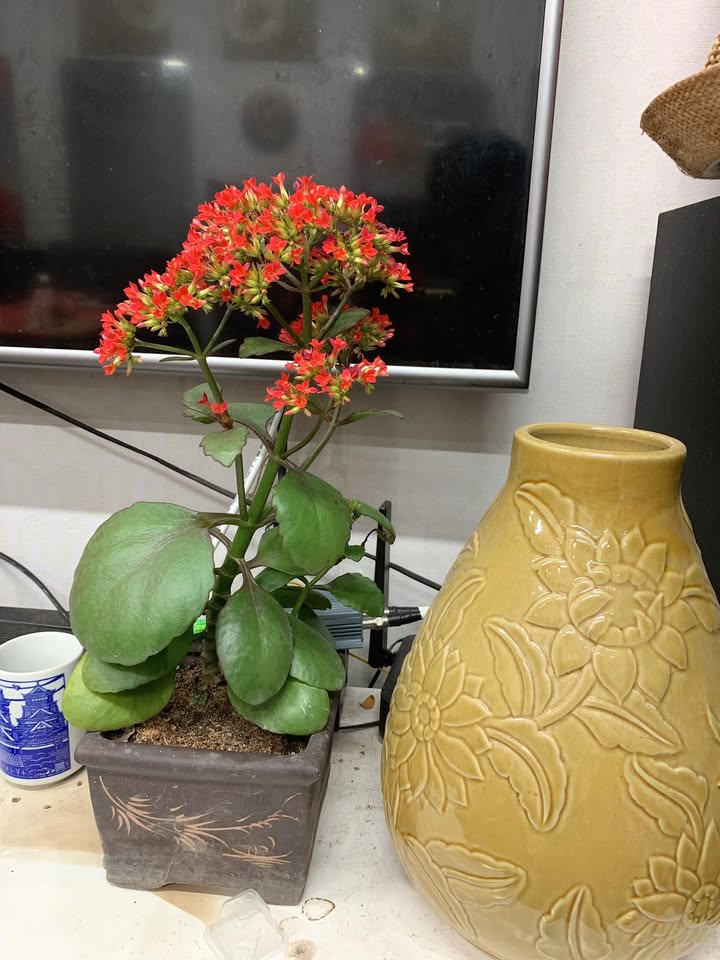 Đất Nghi Phú TP Vinh 541m² giá 2x tỷ - Tiềm năng tăng giá cực cao!