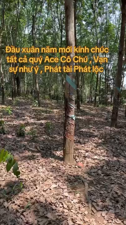 Đất Rẫy Xã Phước Sơn, Tân Phú 4ha - Sổ đỏ chính chủ, 200 tỷ