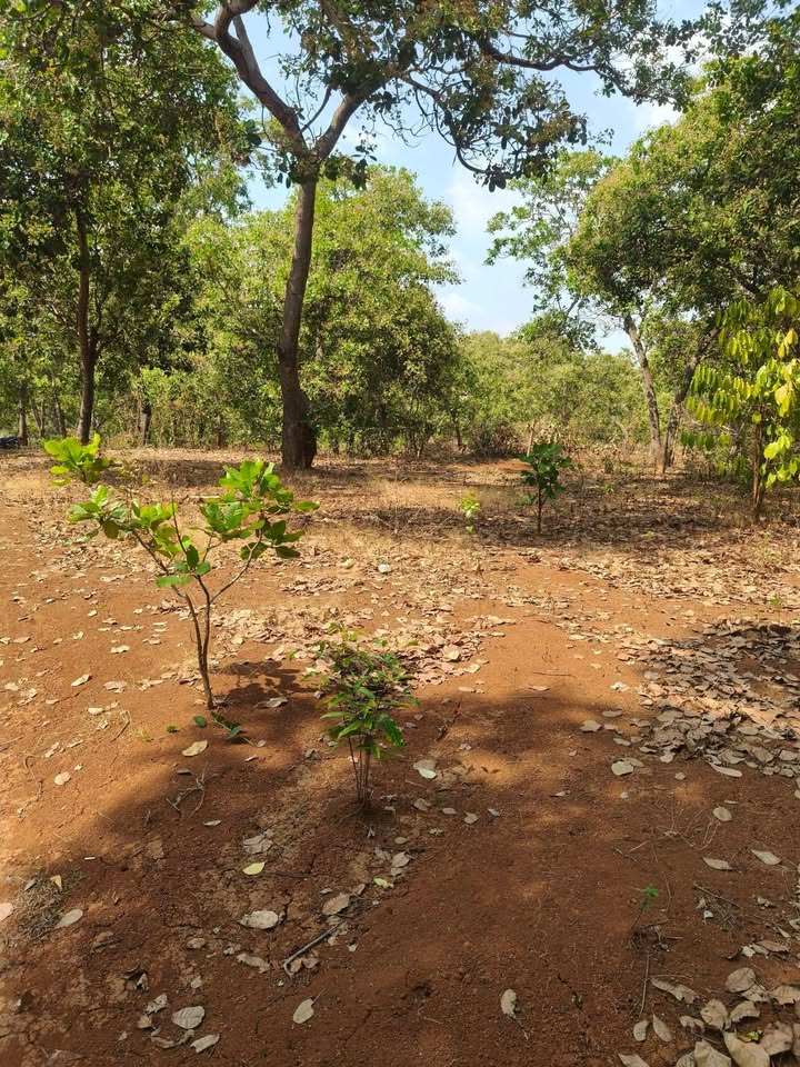 Đất Vườn Bù Đăng Bình Phước 2.8ha - Đầu tư sinh lời bền vững!