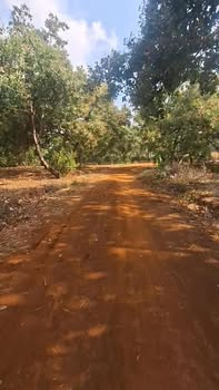 Bán Đất Vườn 1ha Huyện Bù Đăng, Bình Phước - Giá Đầu Tư 850 Triệu/ha