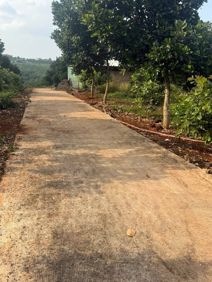 Bán Gấp Farm 1.4ha Mặt Tiền 30m Đất Đỏ, Bình Phước - Giá Tốt 3.1 Tỷ