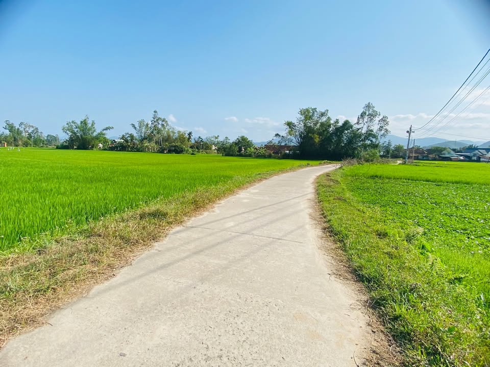 Đất Vườn Bình Định - 1500m² Sổ Hồng, 199 Triệu - Lh xem đất