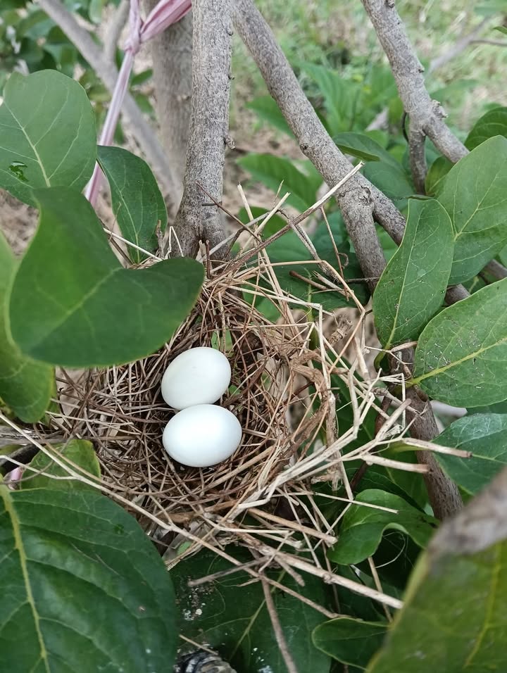 Đất Thổ Cư Phường 4 TP. Tây Ninh 450m² - Sổ Hồng Riêng, Giá Tốt Nhất