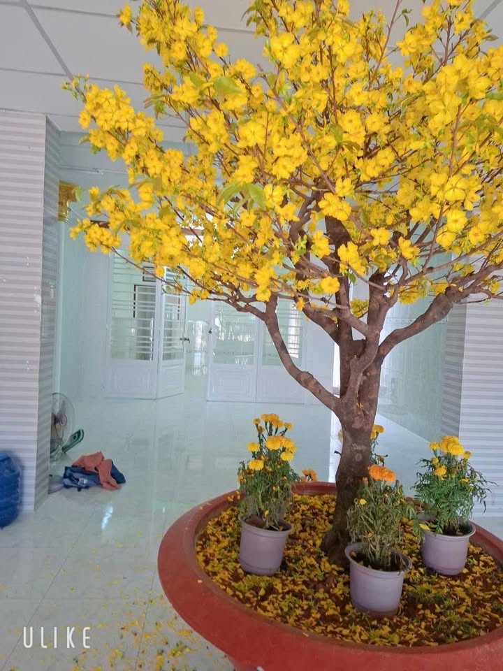 Nhà Mặt Tiền An Dương Vương Hòa Thành - Kinh Doanh Sầm Uất 165m² - 3.25 Tỷ