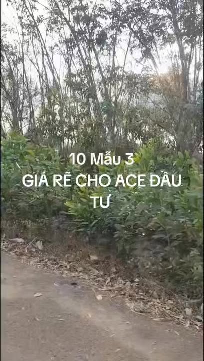 Đất nền Châu Thành, Tây Ninh 4ha - Sổ đỏ chính chủ, giá tốt!