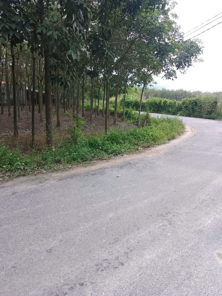 Đất nền Xã Bình Minh, Tây Ninh 960m² - Sổ đỏ chính chủ, tiềm năng đầu tư!