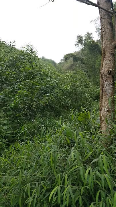 Bán Gấp Đất Vườn Nghĩa Lợi, Nghĩa Đàn 2.5ha - Giá Đầu Tư 6 Tỷ