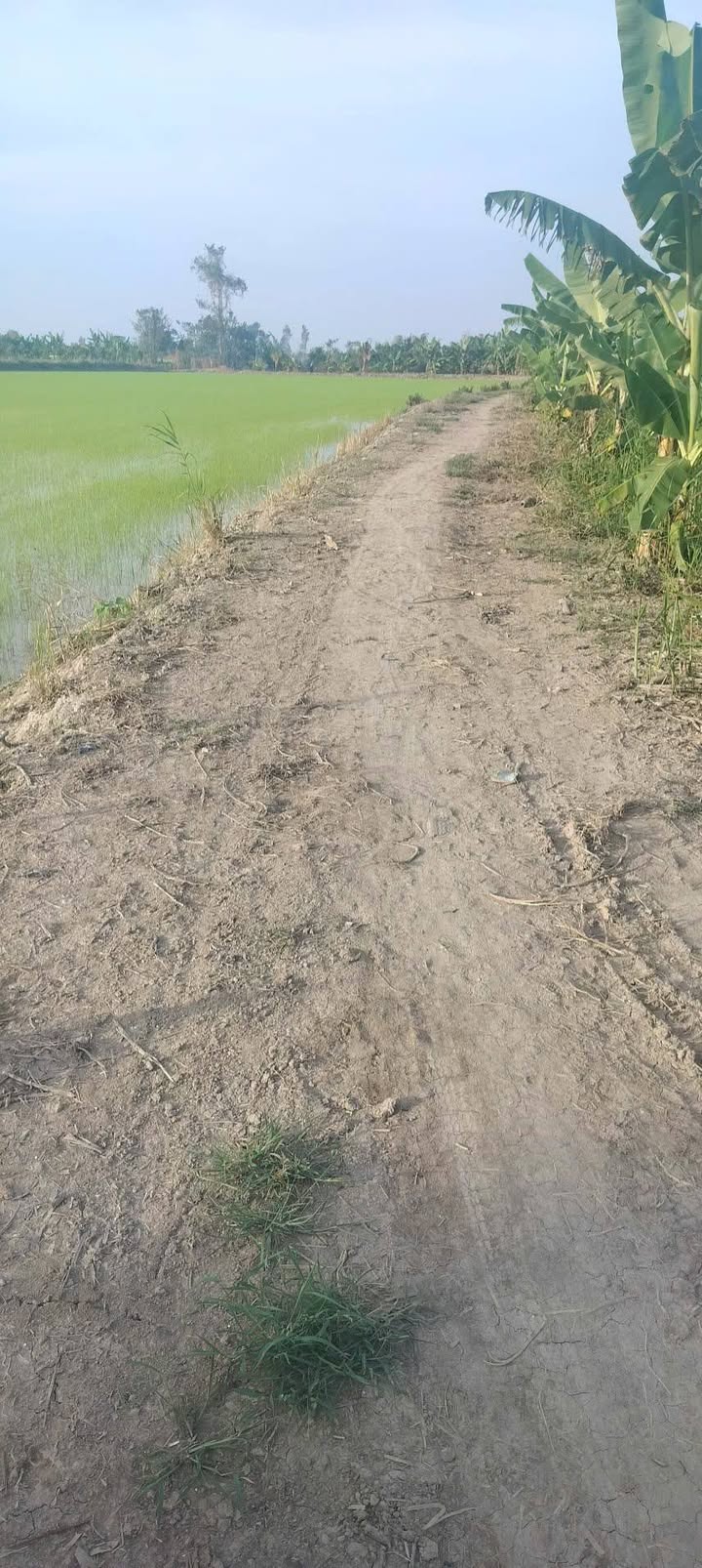 Bán 2 Công Đất Ruộng Vị Trí Đẹp Xã Định Mỹ, An Giang - Giá 400 Triệu