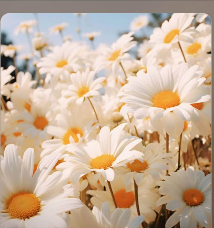 Nhà tiền chế Đông Phú Cái Tắc 200m² 12 triệu - Chính chủ cho thuê