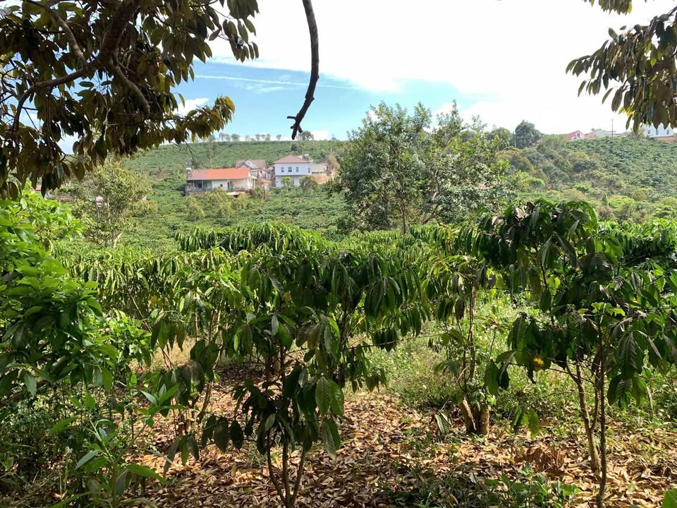 Bán Gấp Nhà Cấp 4 1440m² Mặt Đường Bê Tông Di Linh, Lâm Đồng - 1 Tỷ