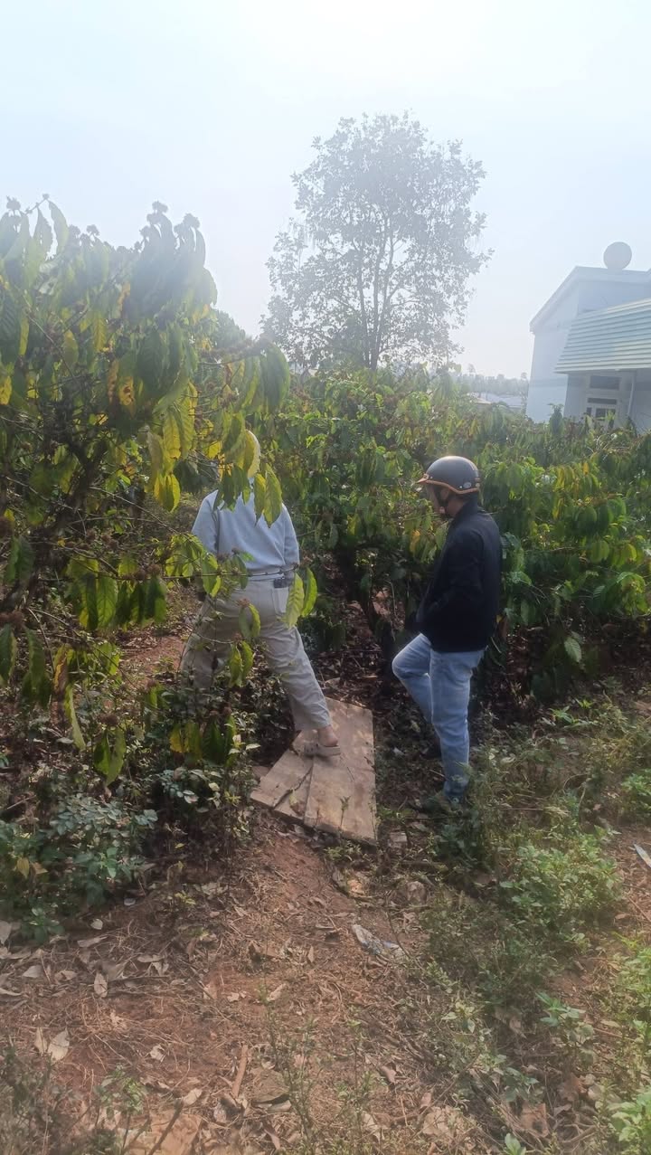 Đất nền Đắk Thanh, Đắk Song 1818m² 450 triệu - Sổ đỏ chính chủ