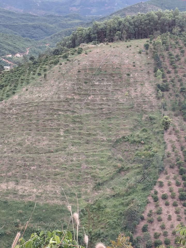 Bán Đất Rẫy 10.000m² Đắk Nia, Gia Nghĩa - Sẵn Sàng Đầu Tư