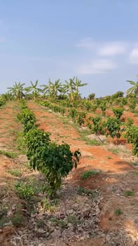 Đất Vườn Gia Lai 1.9ha Hơn 1 Tỷ - Sổ Hồng Chính Chủ, Đầu Tư Dài Hạn