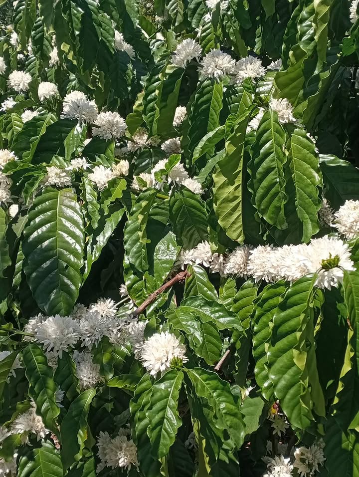 Đất Nền Quảng Tâm, Tuy Đức 3.5ha - Tiềm Năng Tăng Giá Vượt Trội!