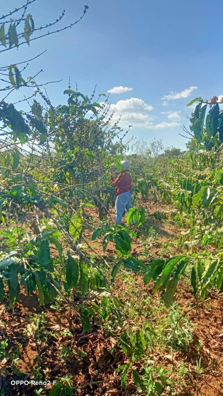 Đất Hòa Phú, Chư Păh - Thuê 8 năm, 280 triệu - Đầu tư bền vững!