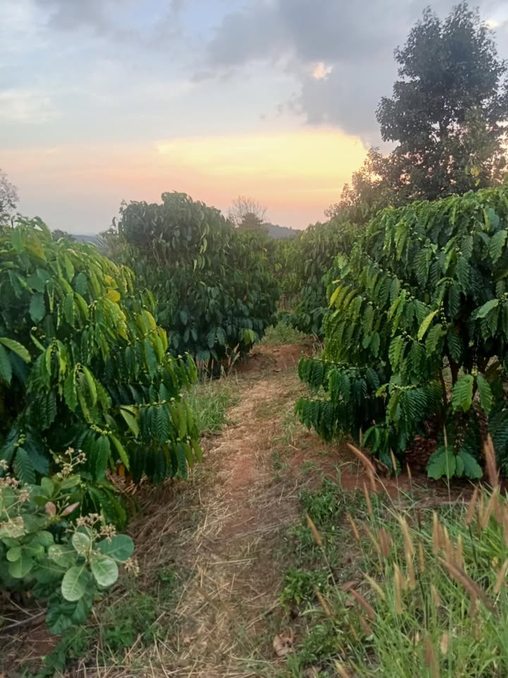 Đất vườn Đắk Sin 10.000m² giá 2.2 tỷ - Đầu tư dài hạn sinh lời cao!