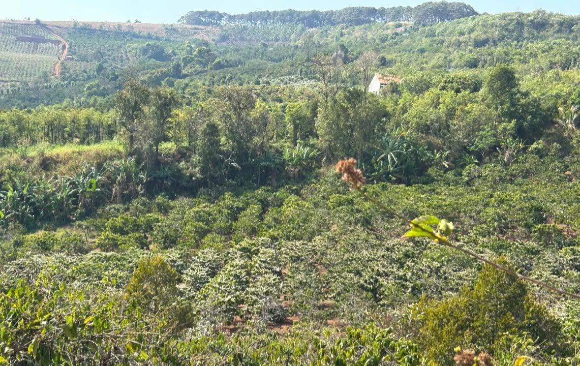 Farm 5ha Đak Đoa, Gia Lai - Kinh doanh Cà phê, Suối tự nhiên, Sổ đỏ chính chủ