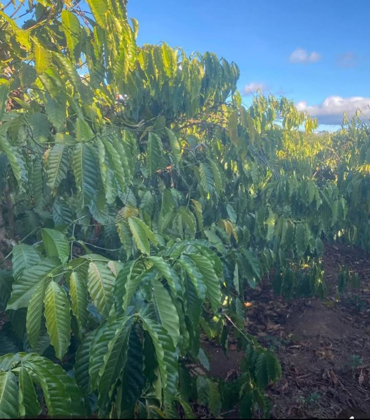 Đất vườn Xã Kongang, Chư Sê 1.275 tỷ - Giá đầu tư tốt!