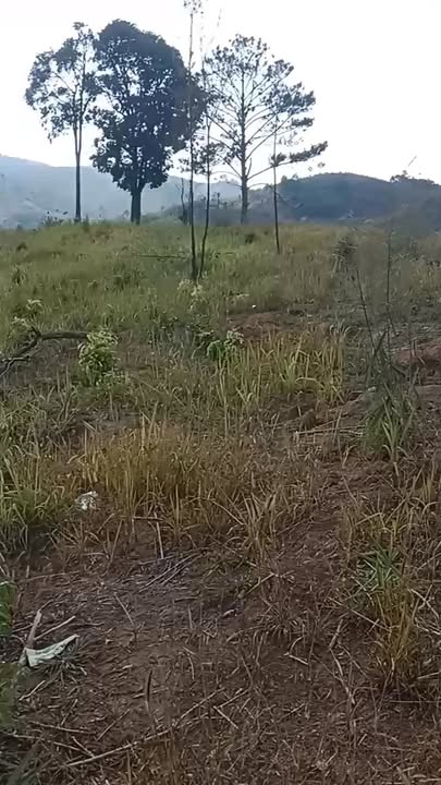 Bán Rẫy Cà Phê Đắk Hà Tu Mơ Rông 2.5ha - Giá Đầu Tư Tốt!