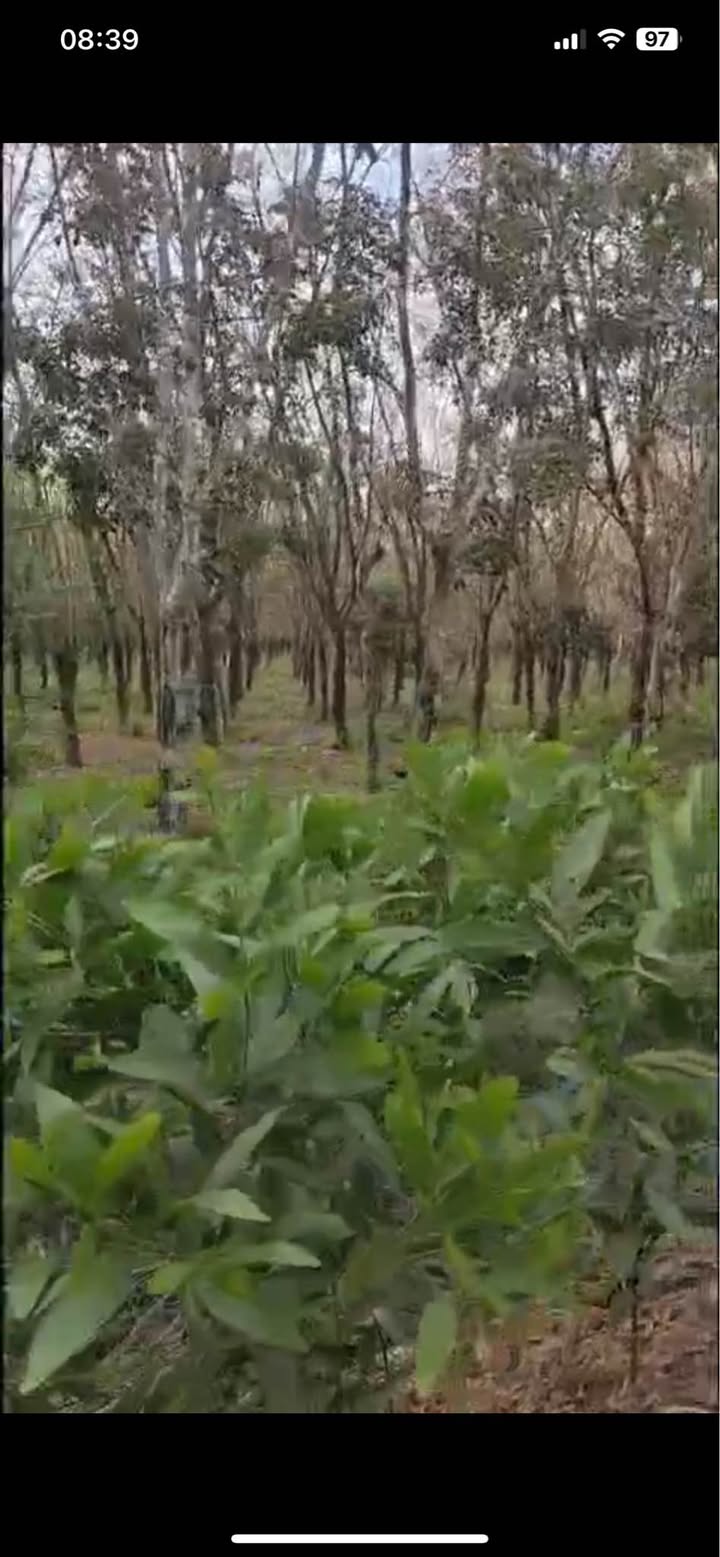 Bán Gấp Farm 10.000m² Tại Ninh Điền, Tây Ninh - Giá Đầu Tư 12 Tỷ