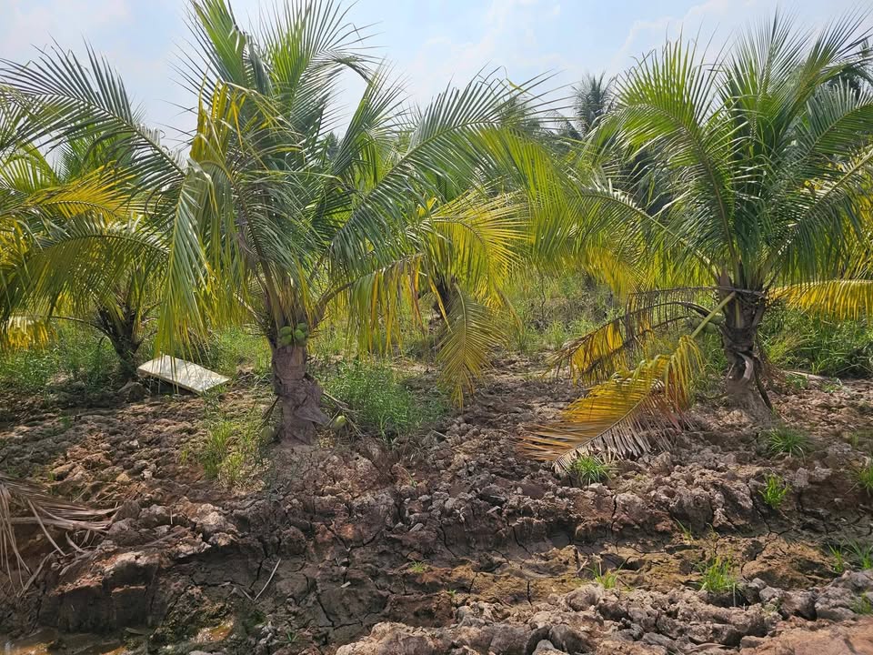 Bán 1.1 Hecta Đất Mặt Sông Tiền, Bình Đại, Bến Tre - Tiềm Năng Bến Bãi, KCN