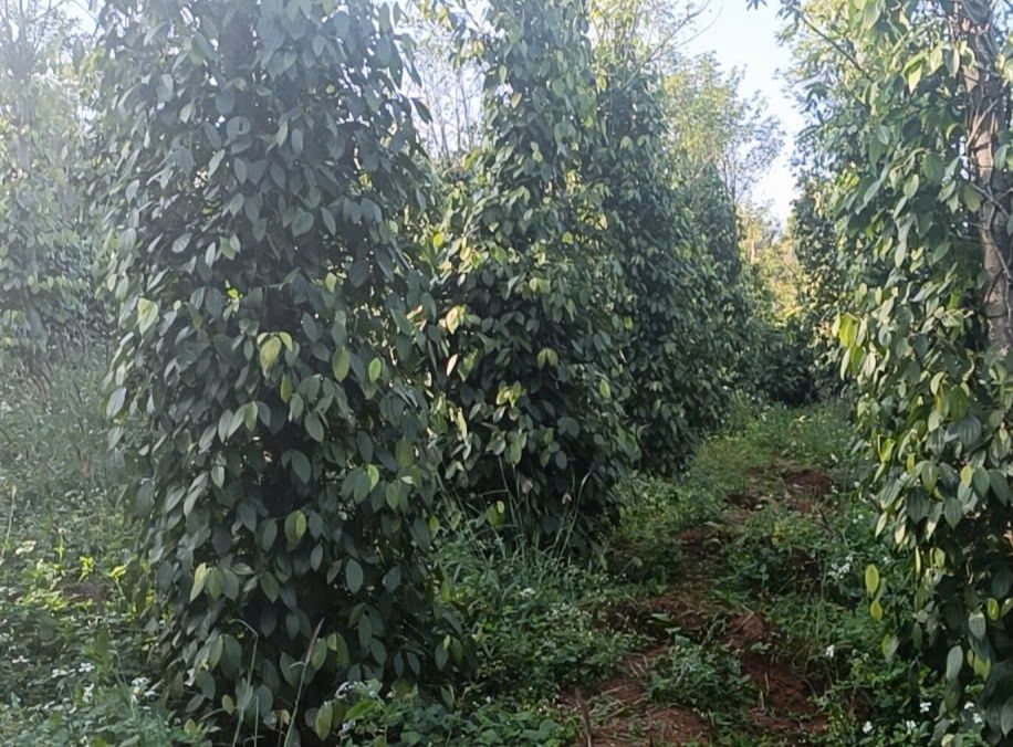 Bán đất rẫy Quảng Trực Tuy Đức 1.8ha giá 1.35 tỷ - Giá đầu tư tốt!