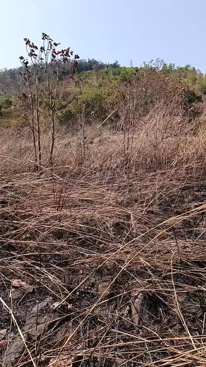 Bán Đất Vườn Pleiku Gia Lai 30ha Giá 1.11 Tỷ - Nghỉ Dưỡng Lý Tưởng