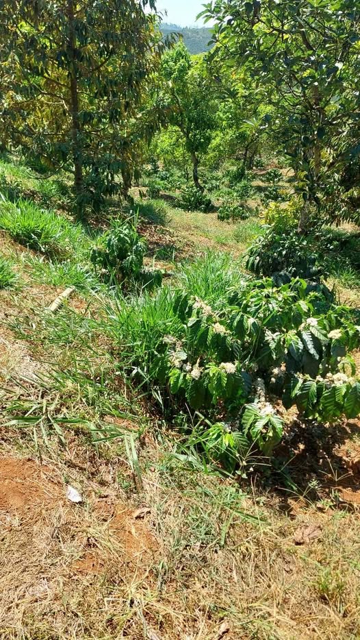 Bán Gấp Đất Vườn 1.8ha Tân Châu, Di Linh - Sổ Đỏ Sẵn Sàng