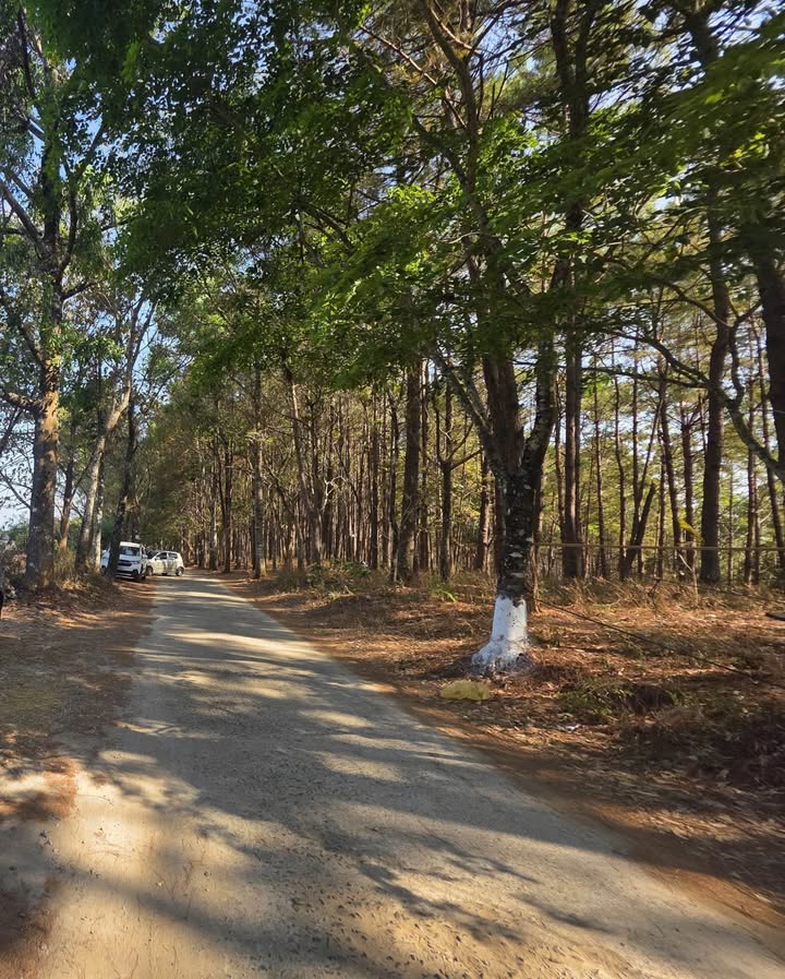 Đất nền Tôn Đức Thắng Pleiku 105m² giá 1.25 tỷ - Sổ đỏ chính chủ!