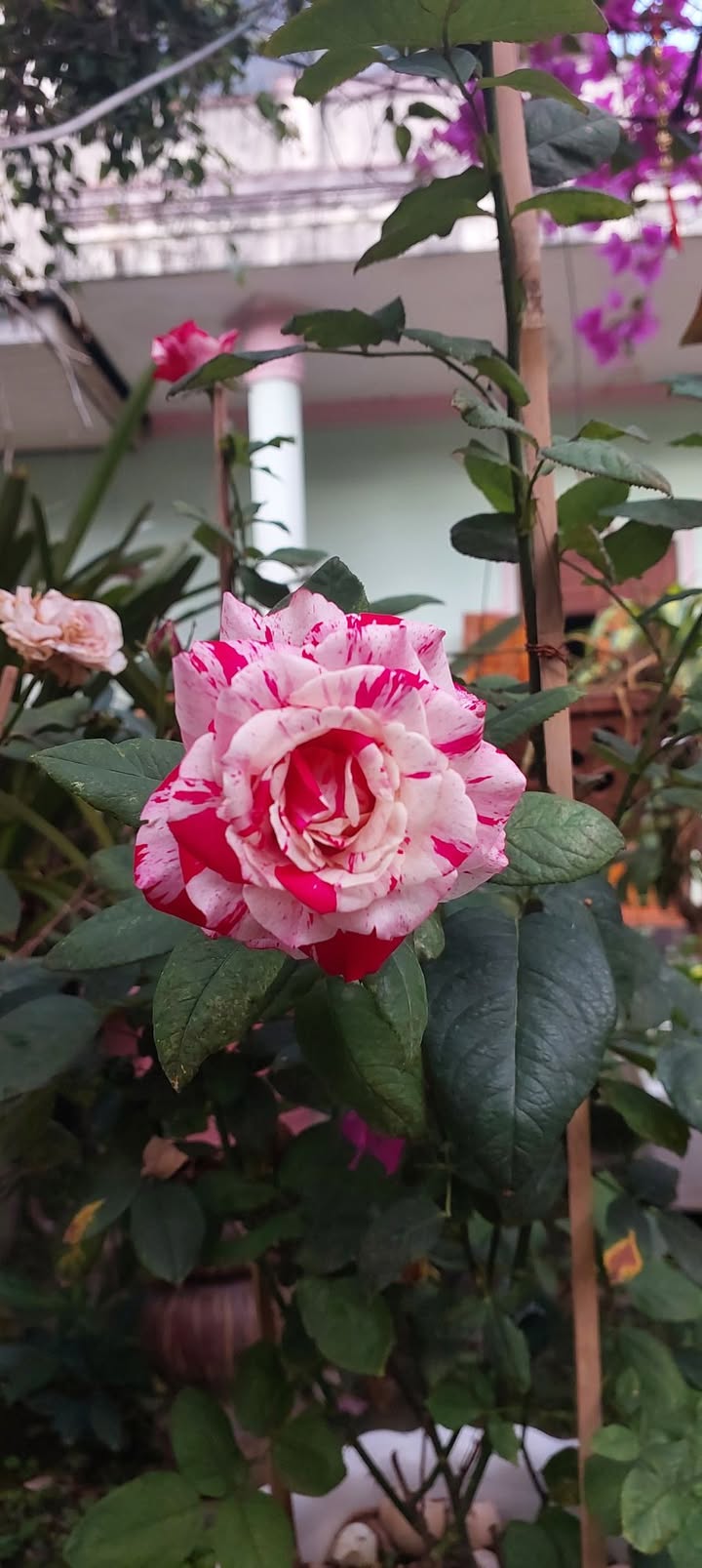 Bán Gấp Đất Vườn 2.5 Tỷ, Khánh Hòa - Có Sầu Riêng, Thổ Cư Sẵn