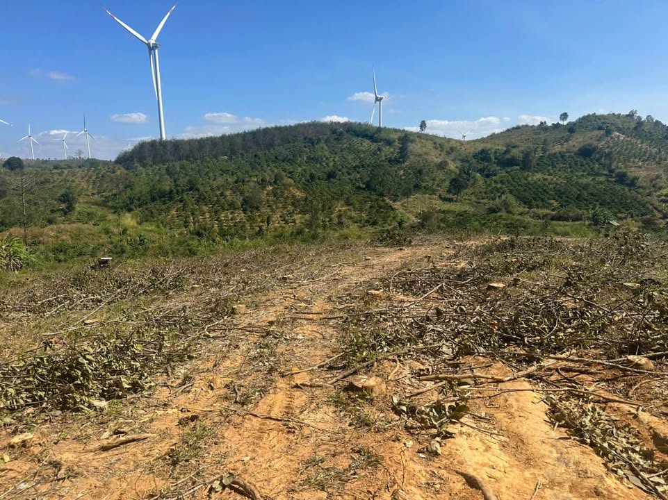 Đất vườn Ea Nam Ea H'leo 1.6ha giá 2.2 tỷ - Đất đỏ basalt cực đẹp