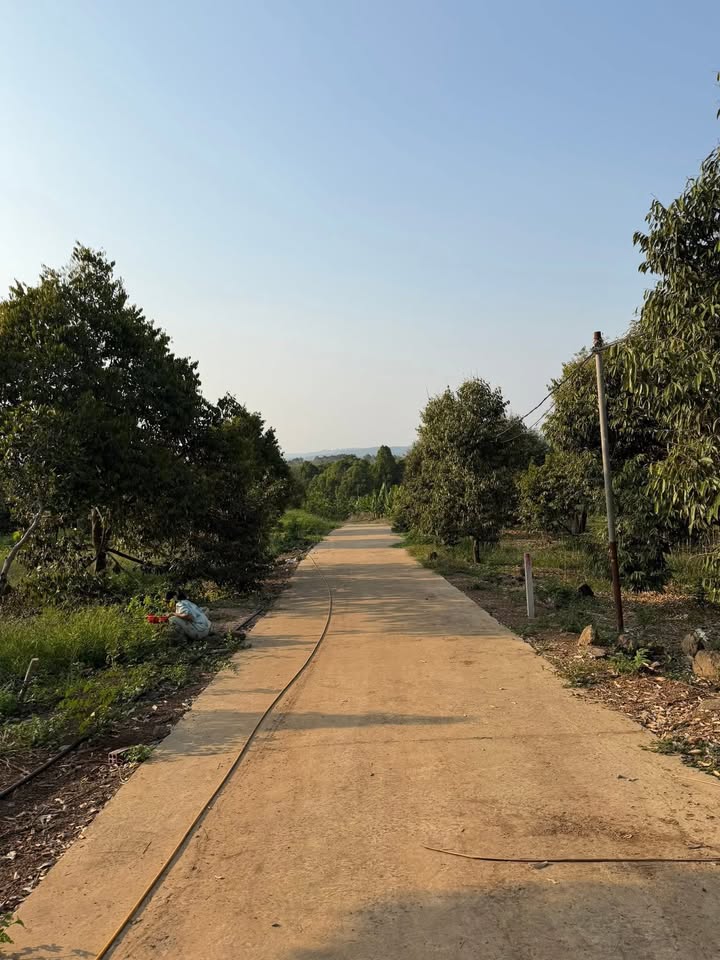 Đất Vườn Định Quán 1200m² - Sổ hồng chính chủ, thu nhập ngay!