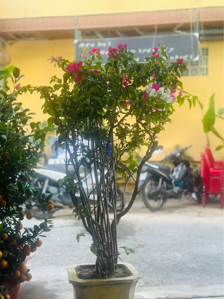 Nhà phố Trưng Nữ Vương 65m² hơn 9 tỷ - Vị trí đắc địa, kinh doanh đỉnh!