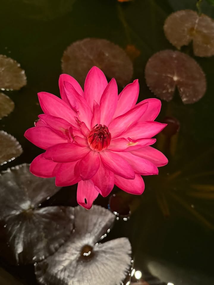 Đất nền Xã Đại Hiệp 210m² giá 1 tỷ - Sổ đỏ chính chủ!