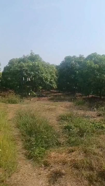 Đất nền Đồng Nai 3431m² - Sổ đỏ sẵn sàng giao dịch tại Cẩm Mỹ