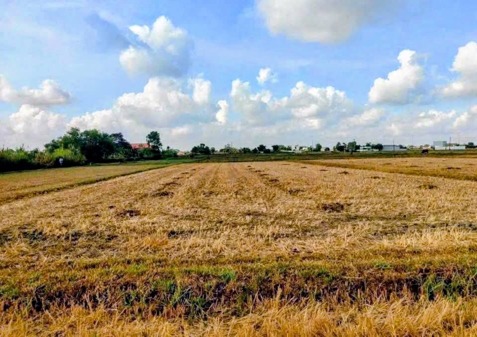 Đất Vườn Long An 2400m² - Giá Tốt Nhất Mỹ Hạnh Nam, Đức Hòa