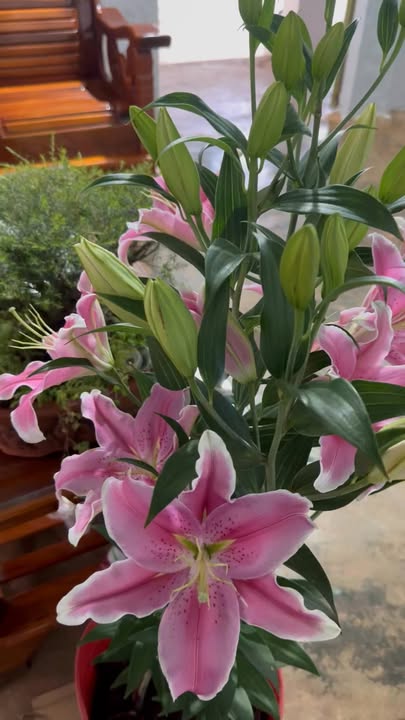 Đất Thổ Cư 50m² Chư Sê Giá 500 Triệu - Gần Chợ, Trường