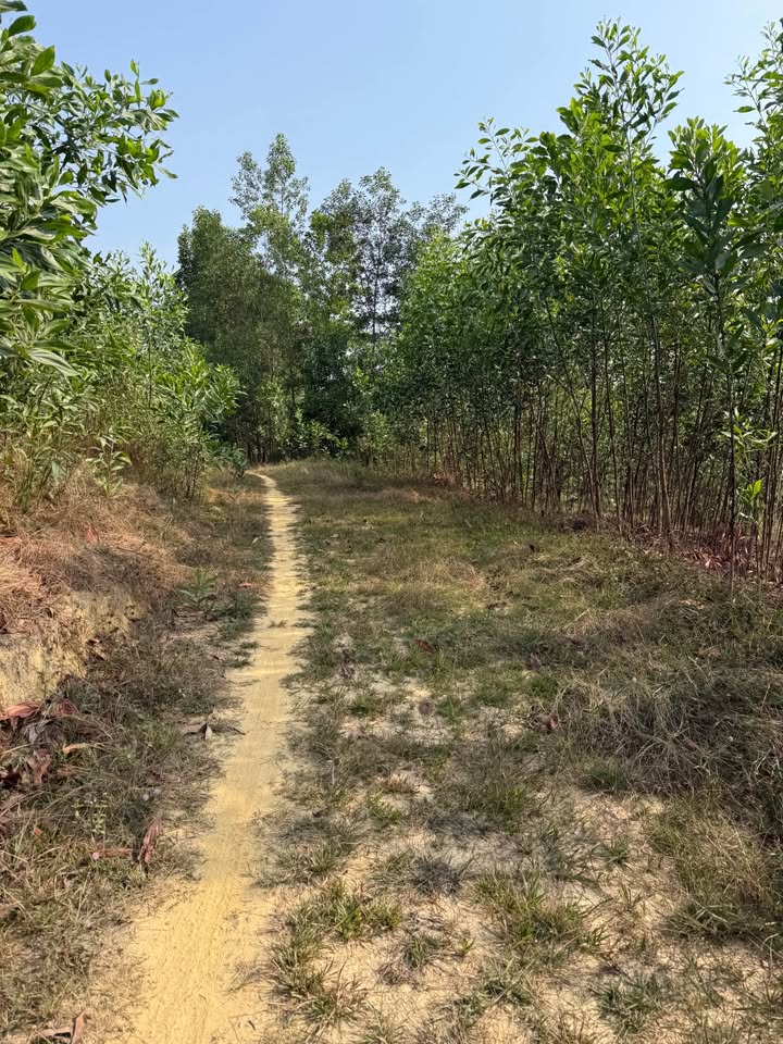 Đất nền Đạ Huoai, Lâm Đồng 210m² - Tiềm năng tăng giá vượt trội!