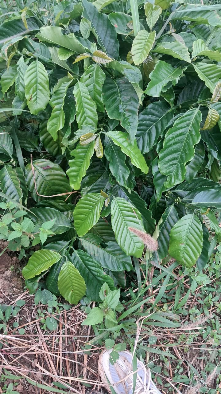 Đất nền 1.2ha Gia Nghĩa, Đắk Nông - Tiềm năng tăng giá vượt trội!