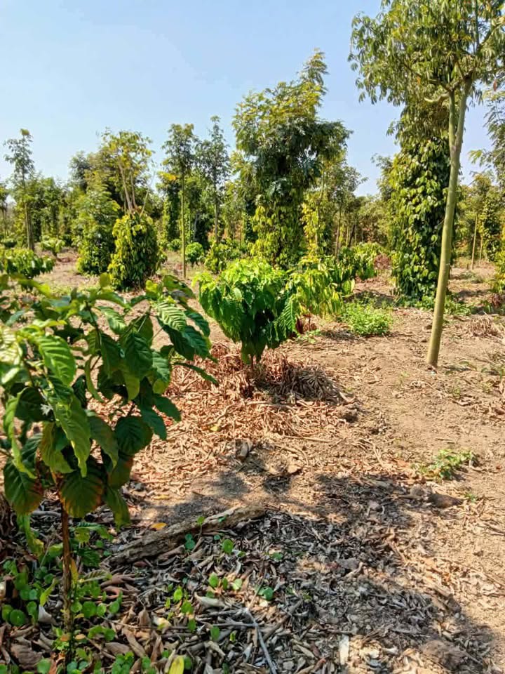 Bán Đất Vườn Đắk Nông 1.3ha Giá 1.63 Tỷ - Sẵn Điện Nước