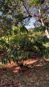 Bán Gấp 2.8ha Farm Tiền Tỷ - Bình Phước, Sẵn Sổ Hồng